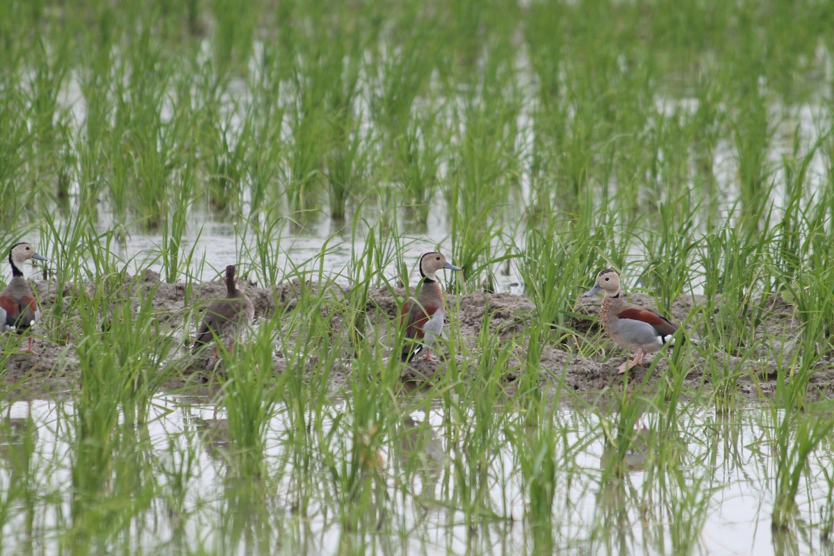 Ringed Teal - ML376005781