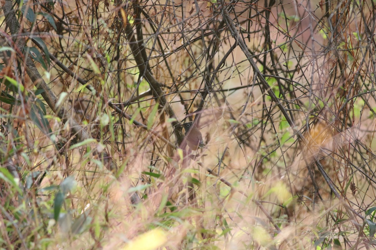 Connecticut Warbler - ML376005801