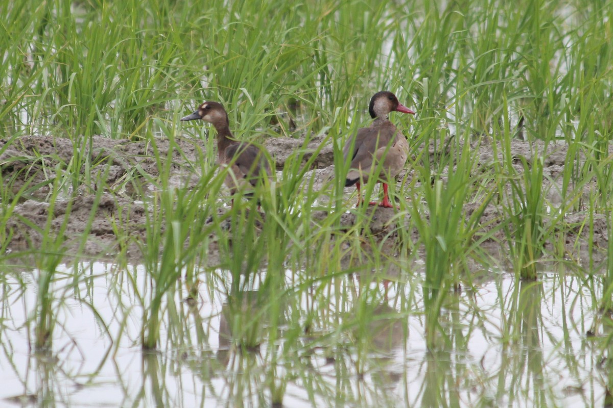 Brazilian Teal - ML376005851