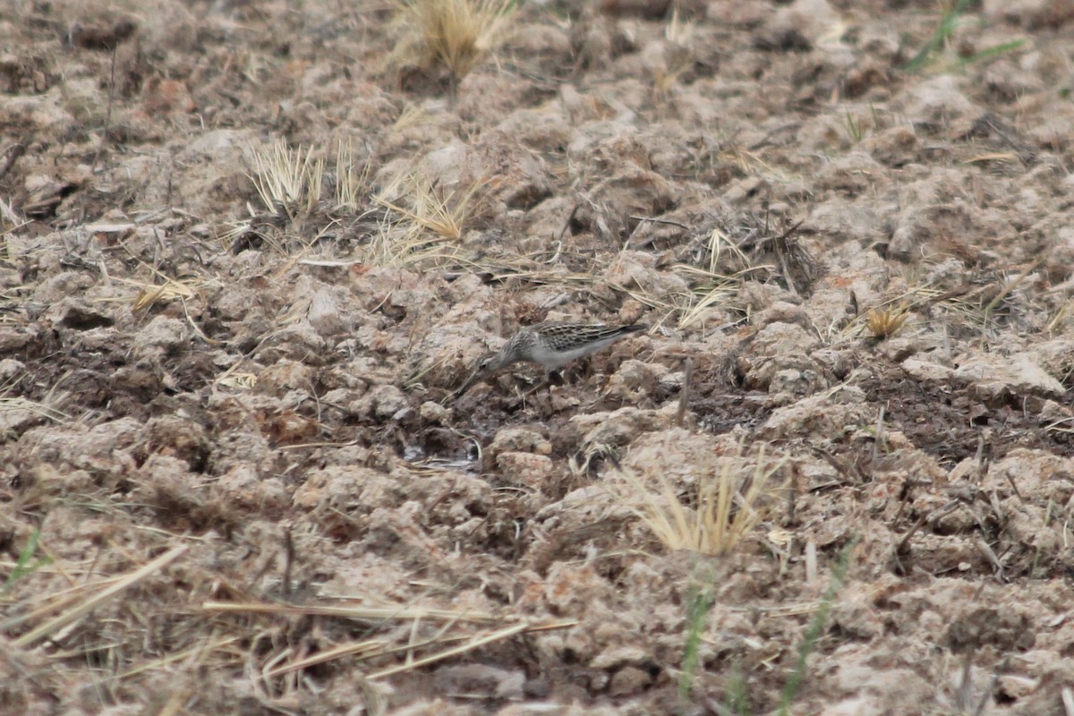 Pectoral Sandpiper - ML376006671