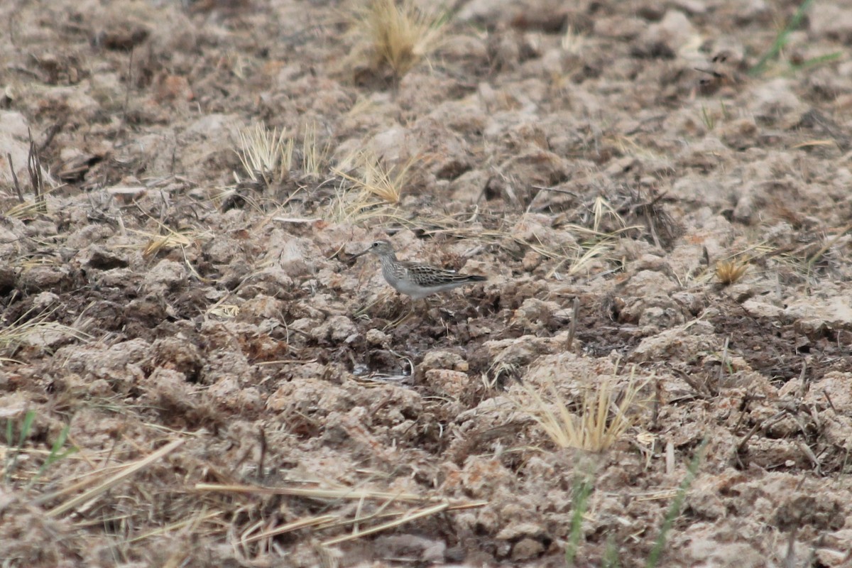 Pectoral Sandpiper - ML376006711
