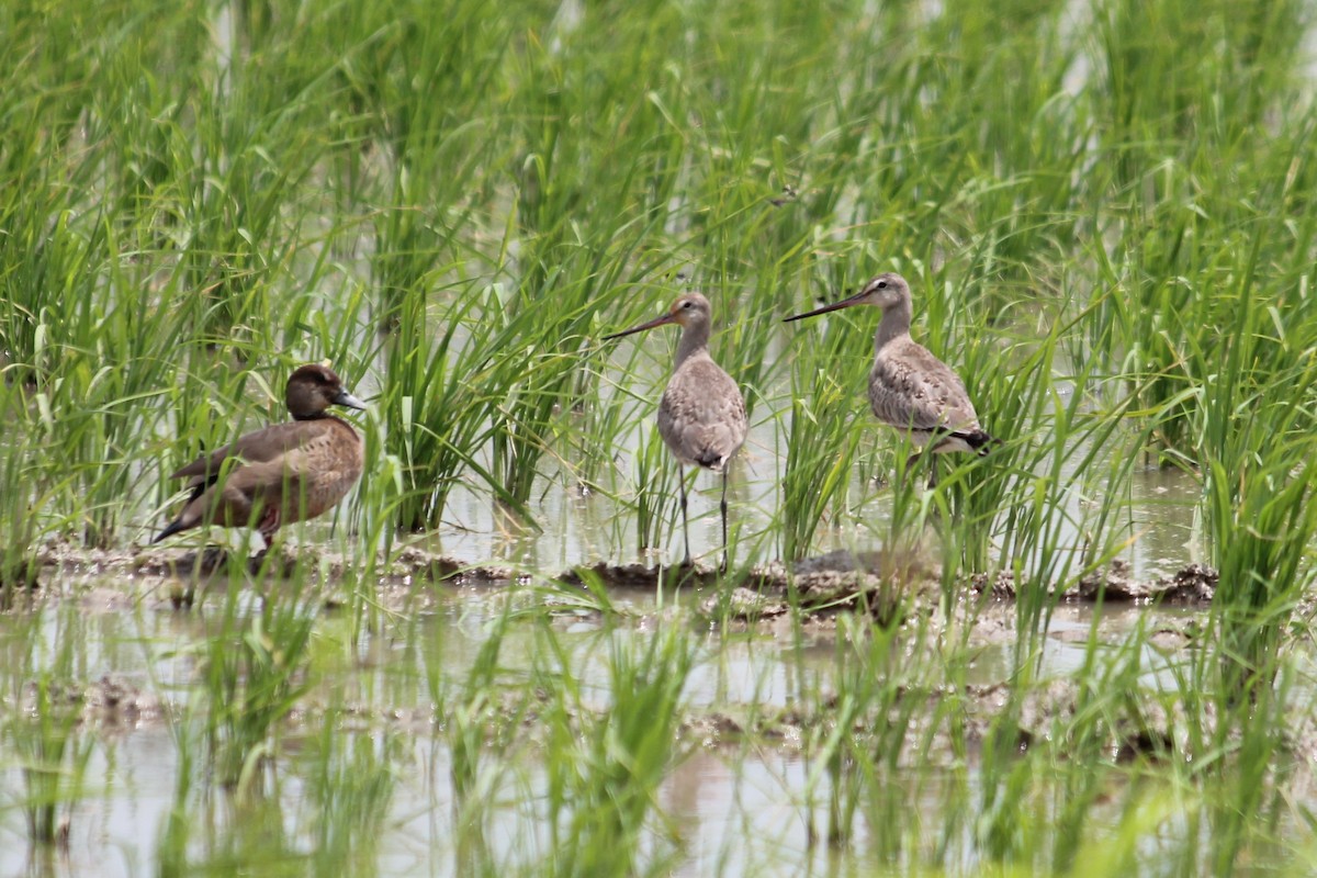 Hudsonian Godwit - ML376006831