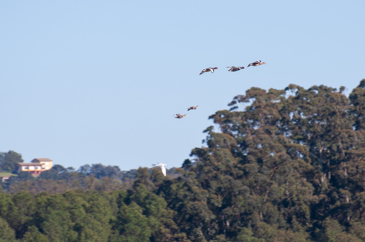 Rosy-billed Pochard - Fernando Vidal Volpe