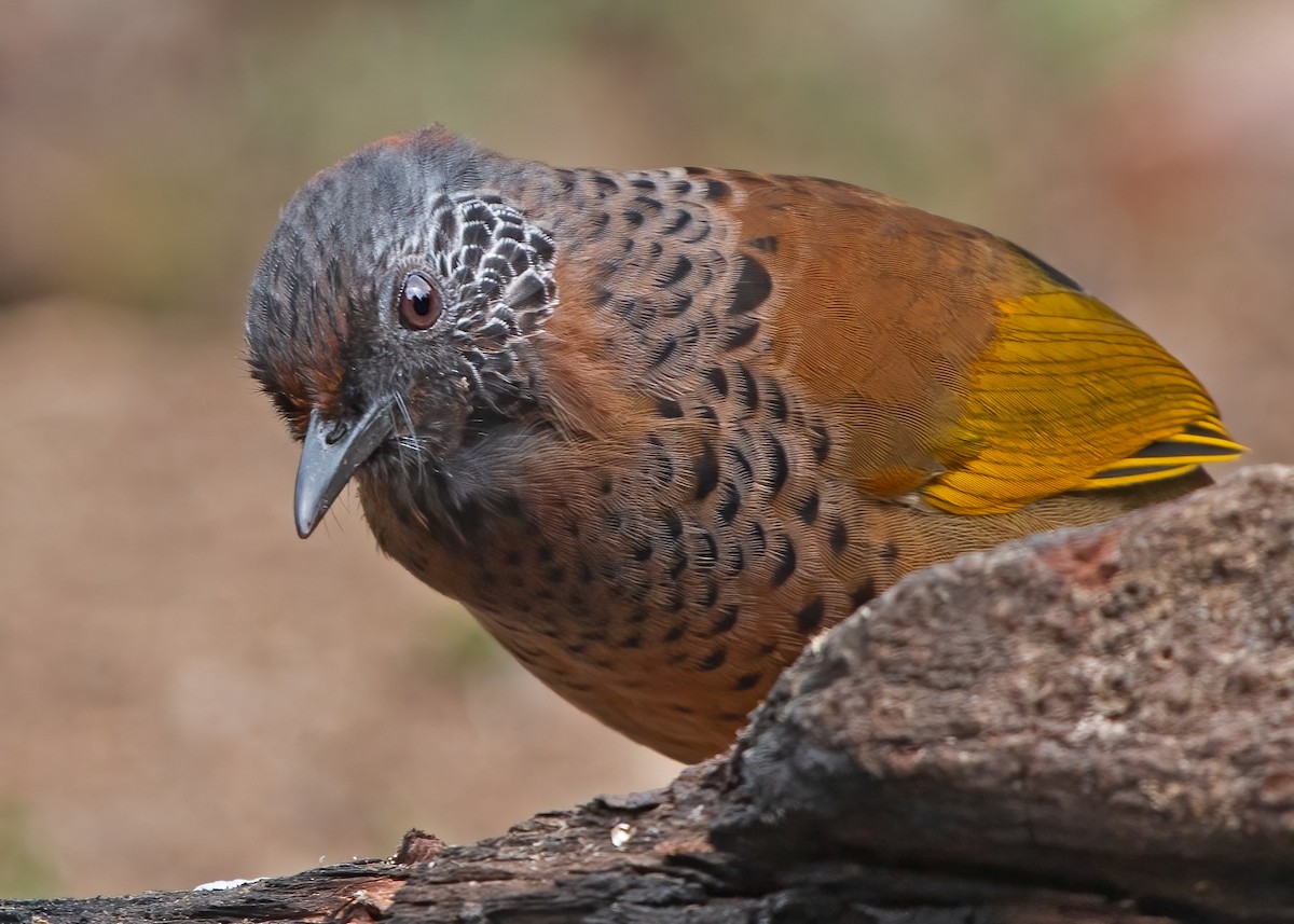 Chestnut-crowned Laughingthrush - ML376007841