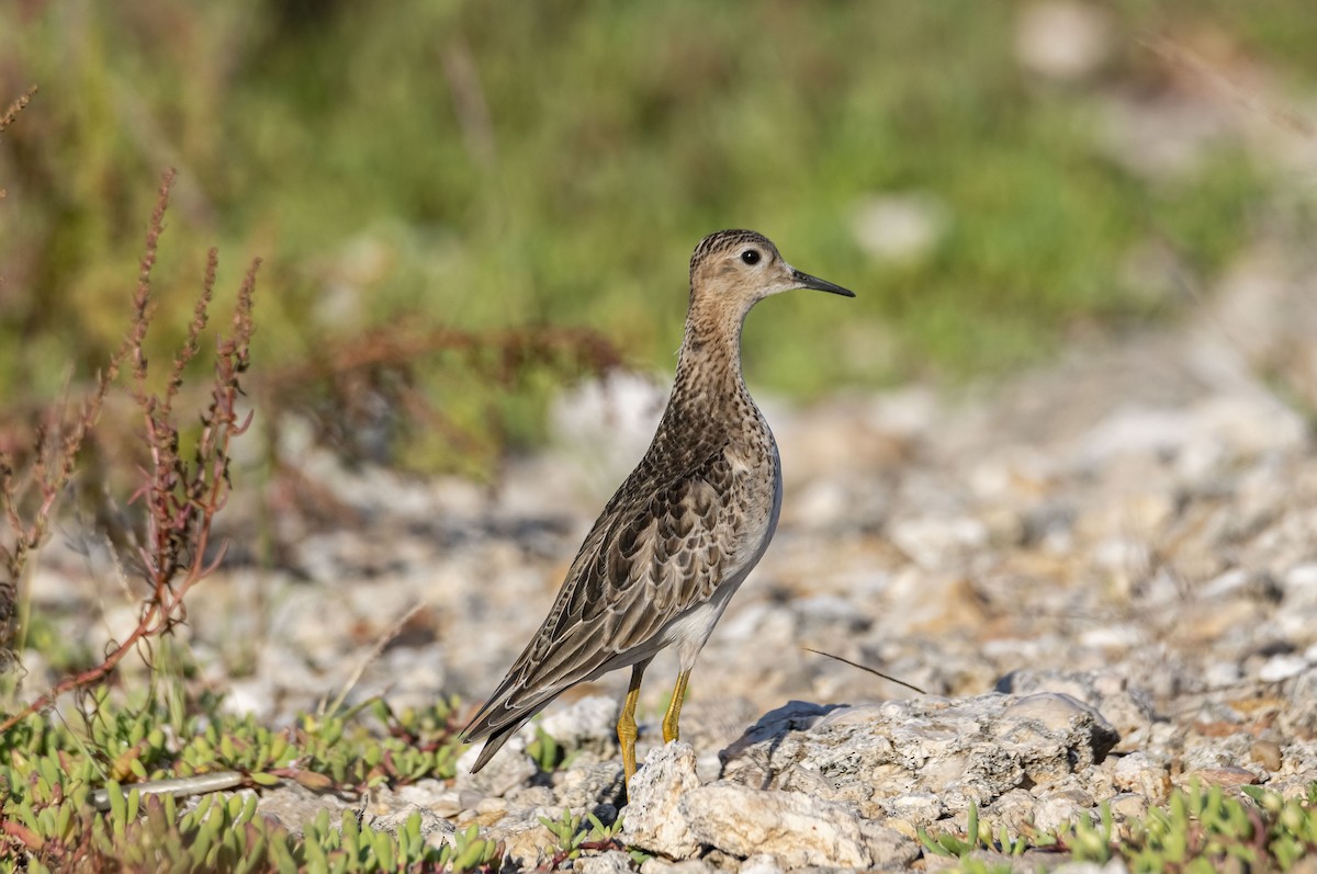 Buff-breasted Sandpiper - ML376008651