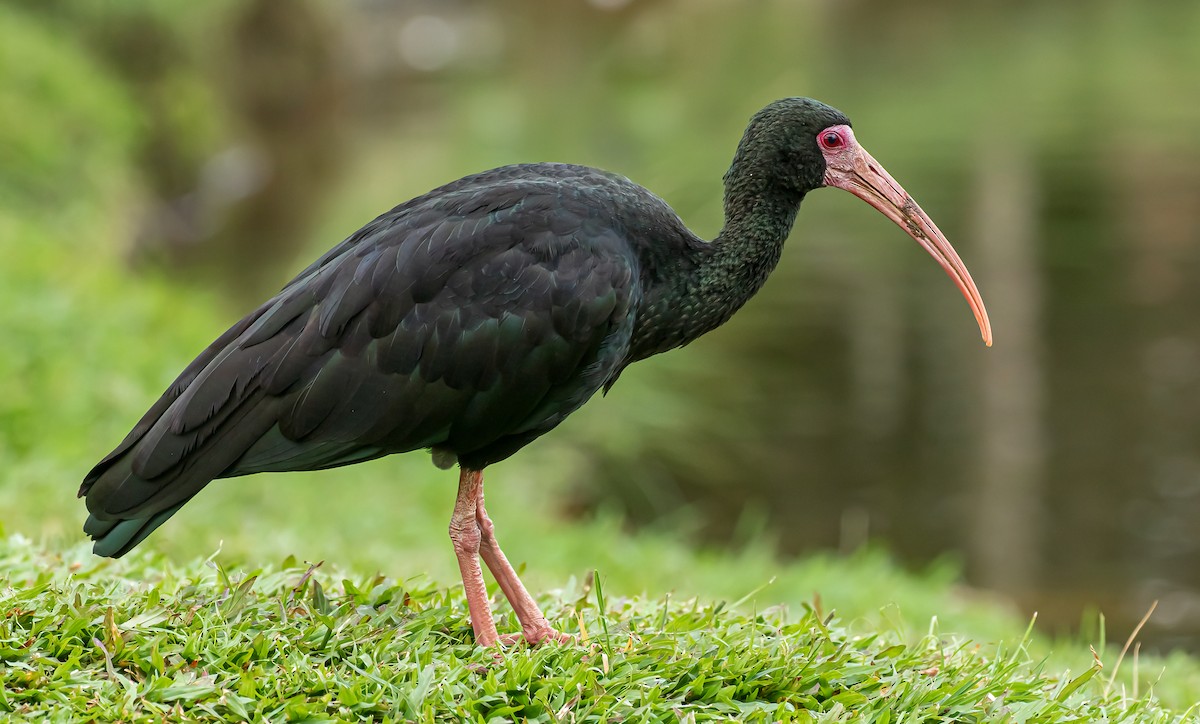 Ibis à face nue - ML376009431