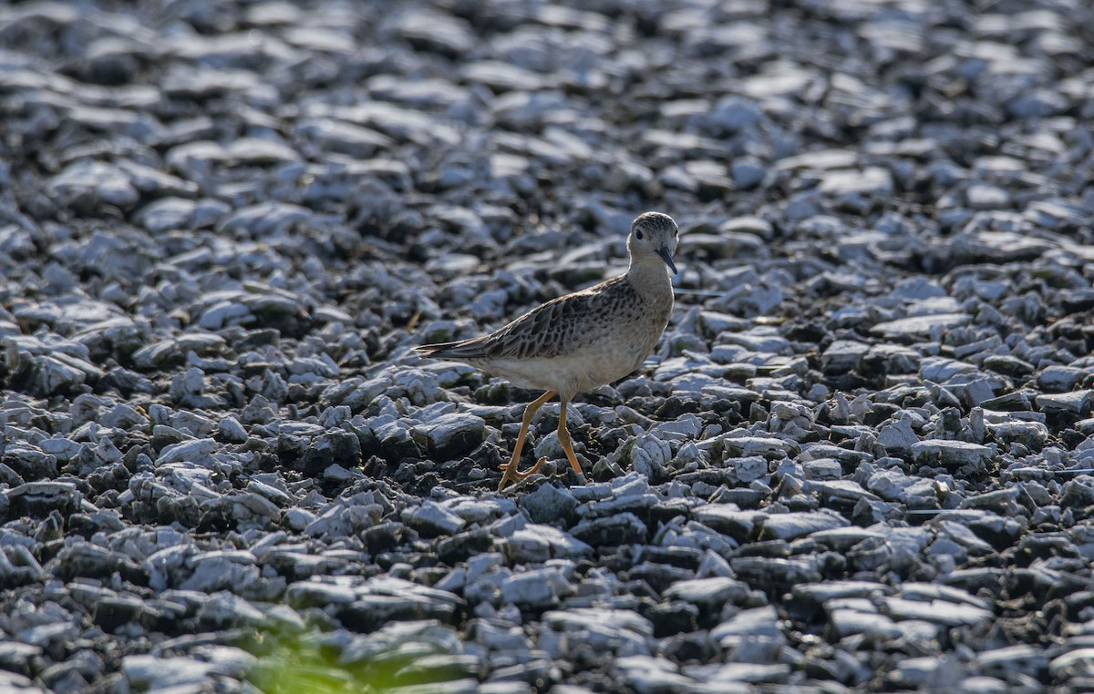 Buff-breasted Sandpiper - ML376010831