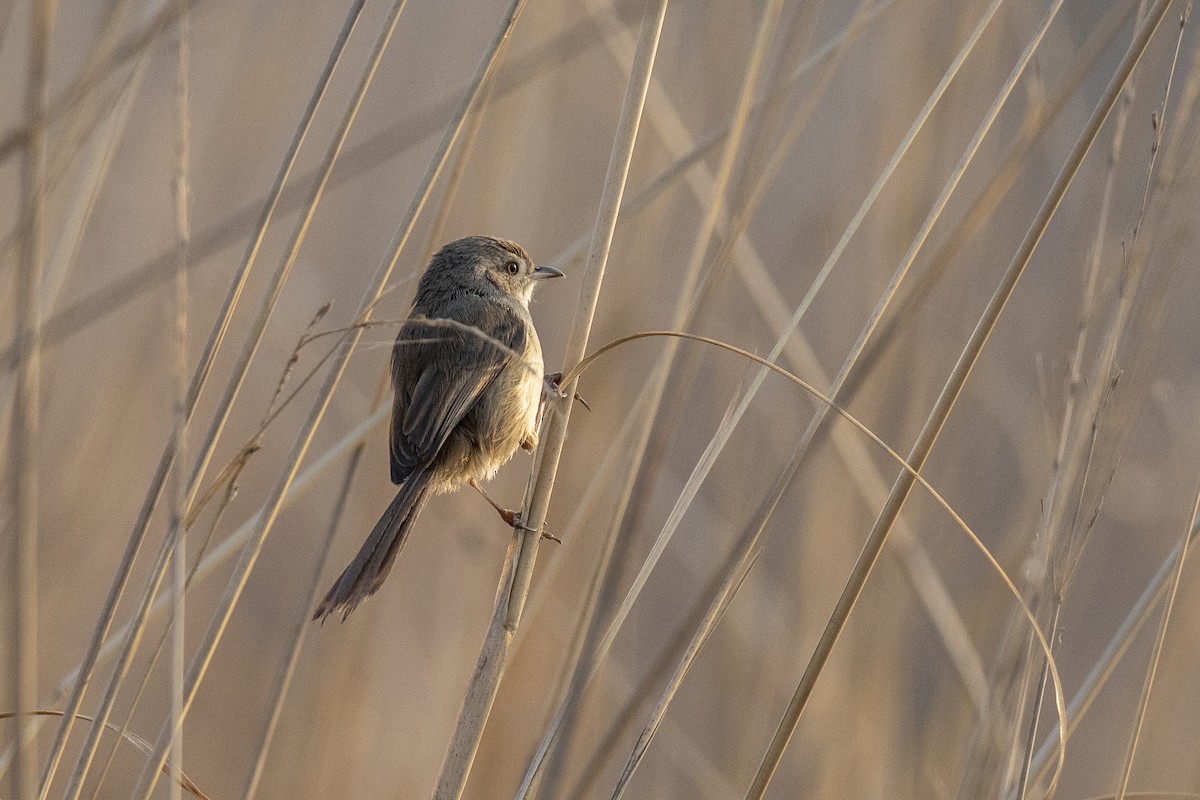 Plain Prinia - Abbas Rizvi