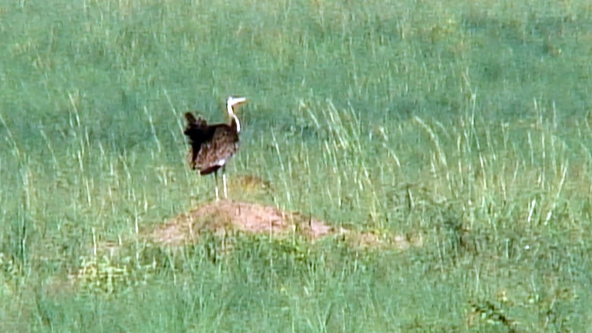 Black-bellied Bustard - ML376015161