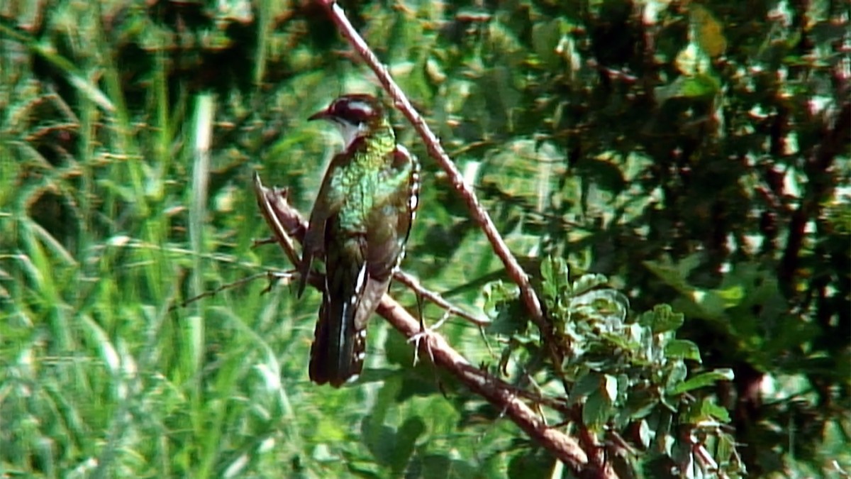 Dideric Cuckoo - ML376015241