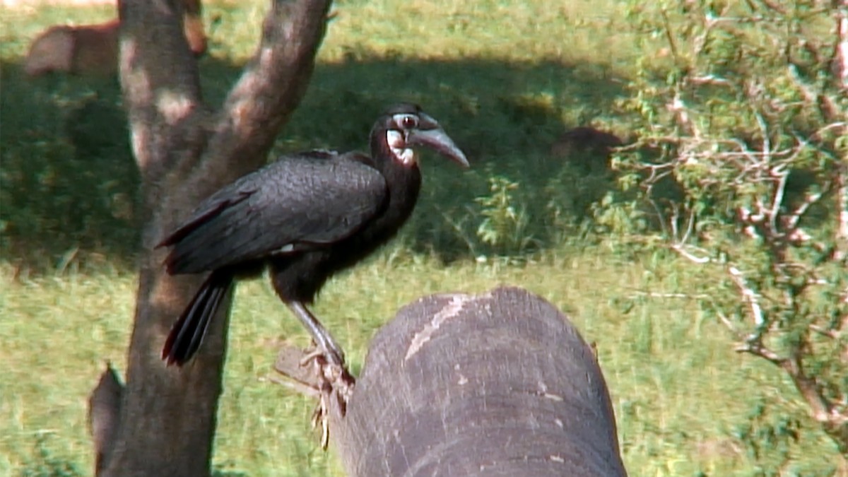 blåmaskehornravn - ML376015871