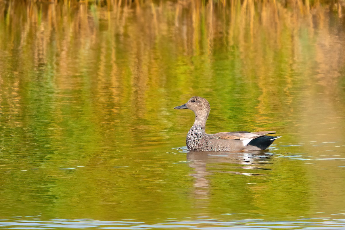 Gadwall - ML376016331