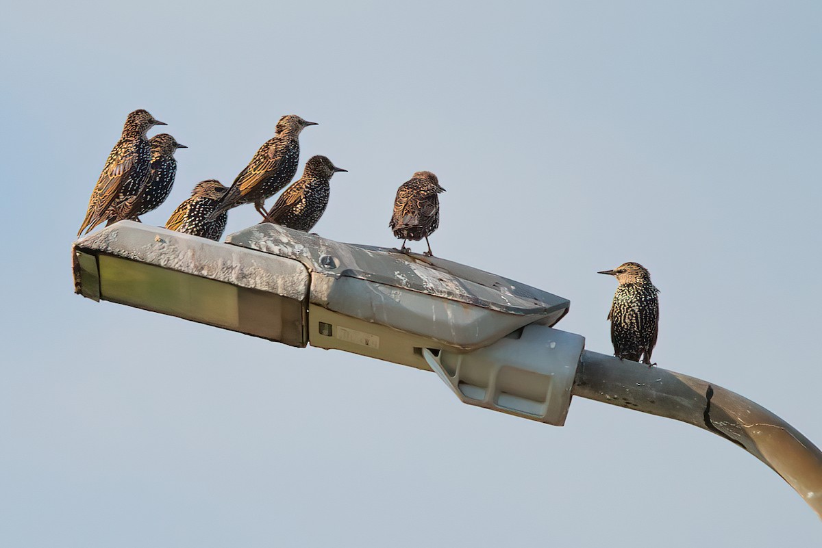 European Starling - ML376016611