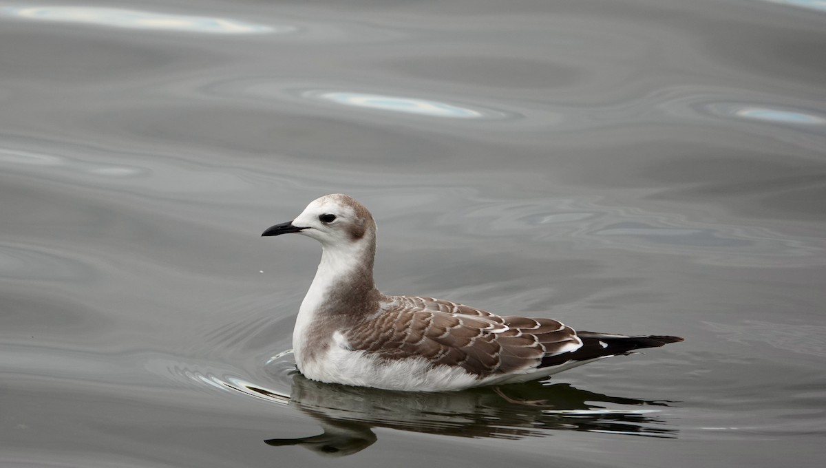 Sabine's Gull - ML376016771