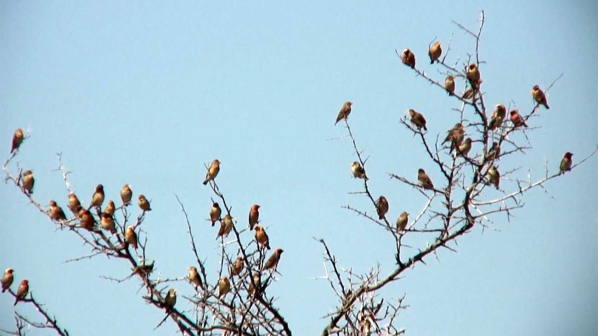 Red-billed Quelea - Josep del Hoyo