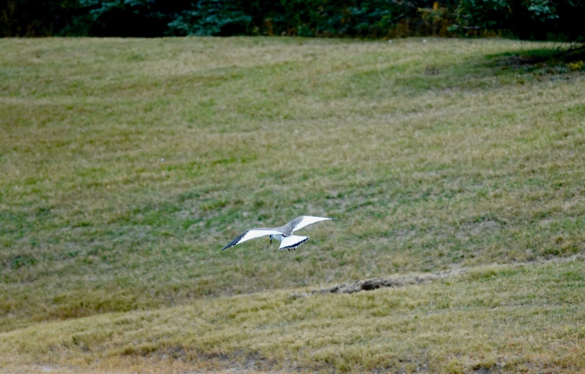 Sabine's Gull - ML376017371