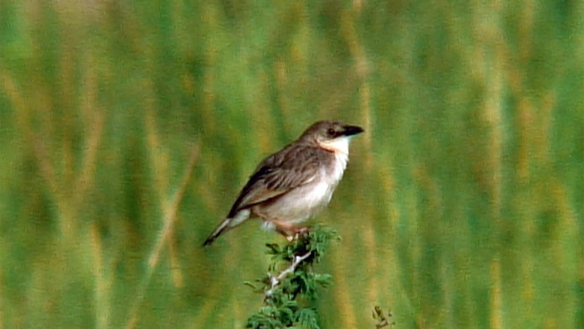 Croaking Cisticola - ML376017821