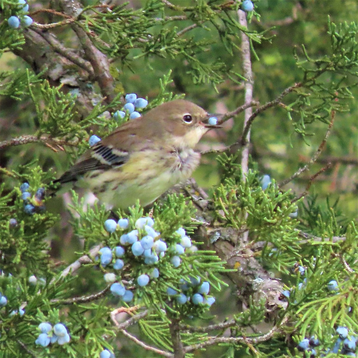 Yellow-rumped Warbler - ML376018931