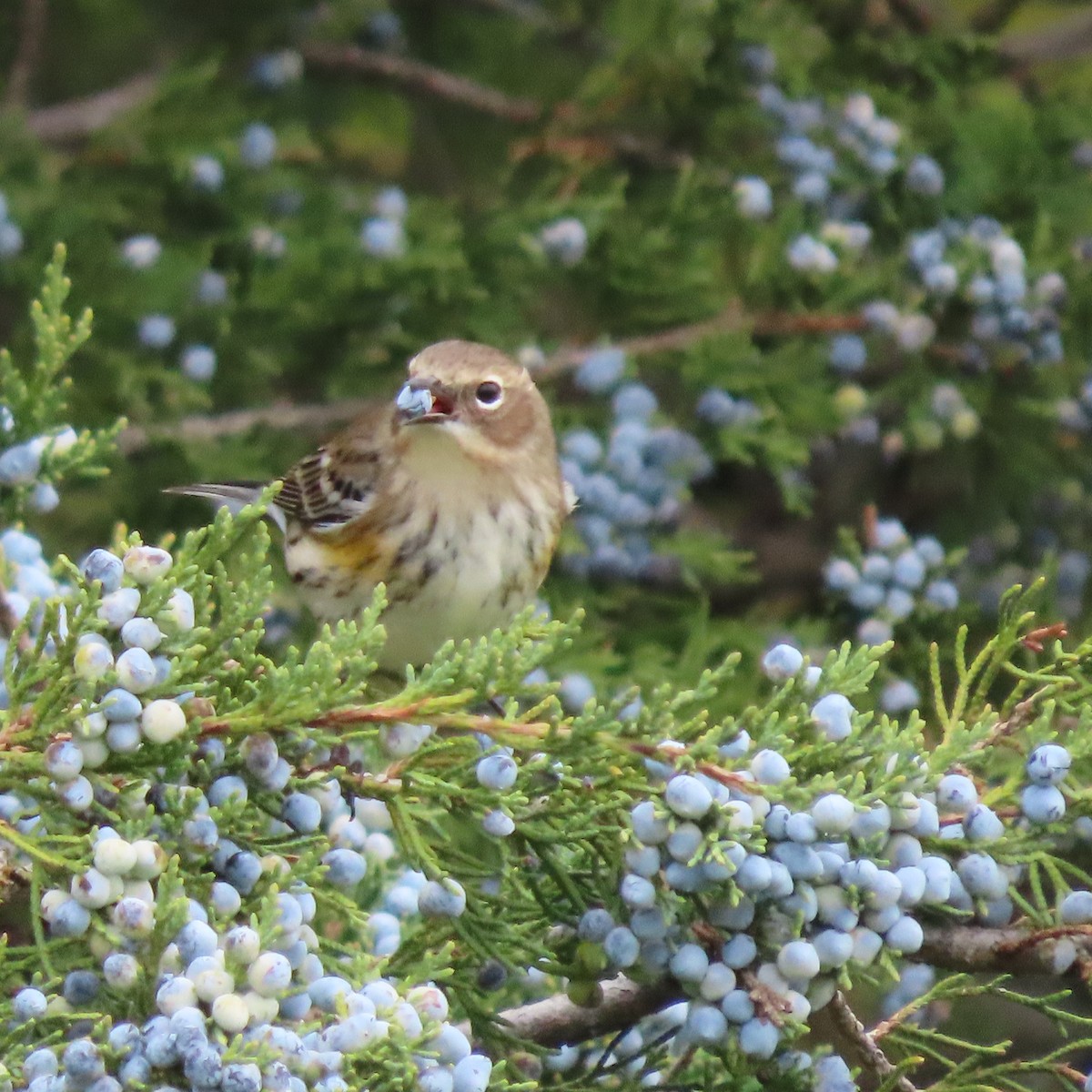 Yellow-rumped Warbler - ML376019101