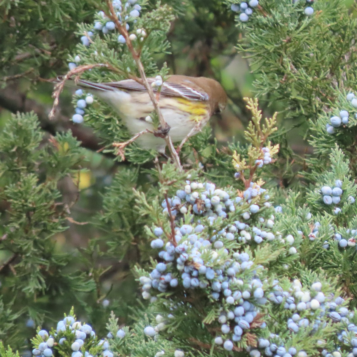 Yellow-rumped Warbler - ML376019581