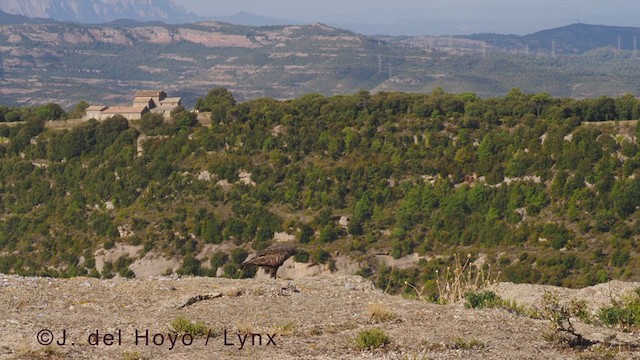Common Buzzard (Western) - ML376019891