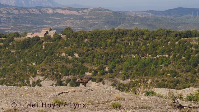 Buse variable (buteo) - ML376019891