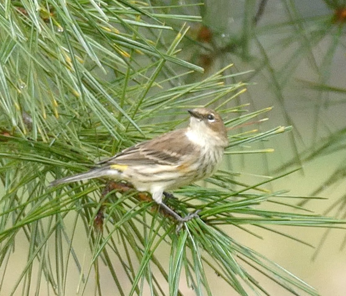 Yellow-rumped Warbler - Sare Demarest