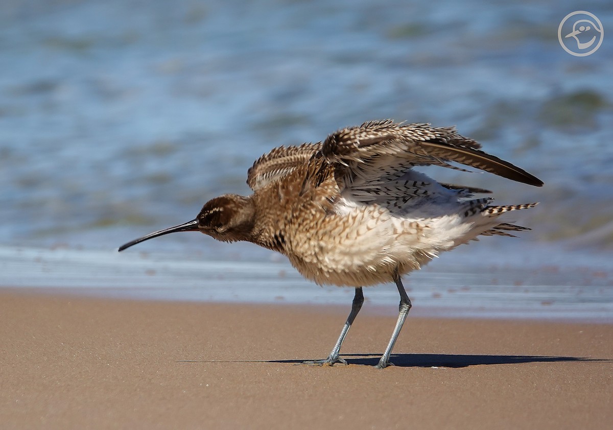 Whimbrel - ML376021761