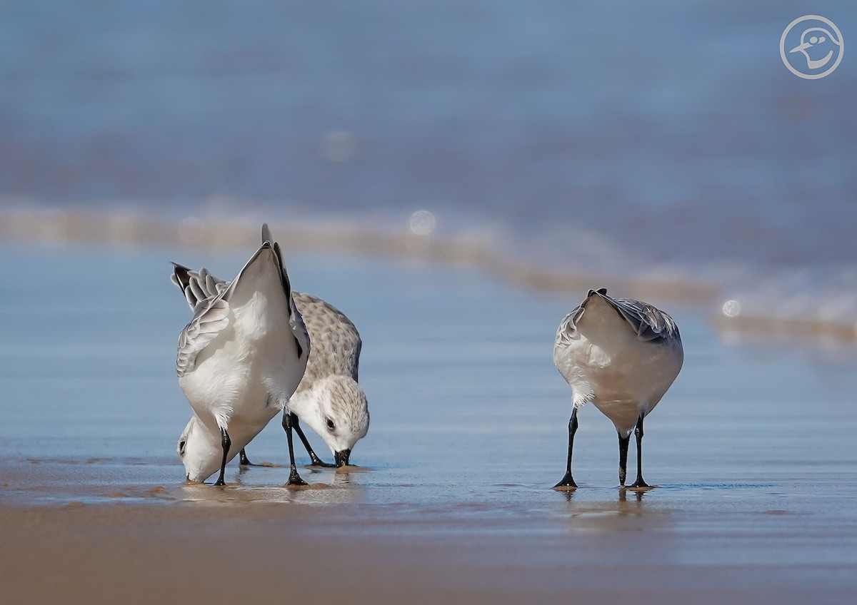 Sanderling - ML376022551