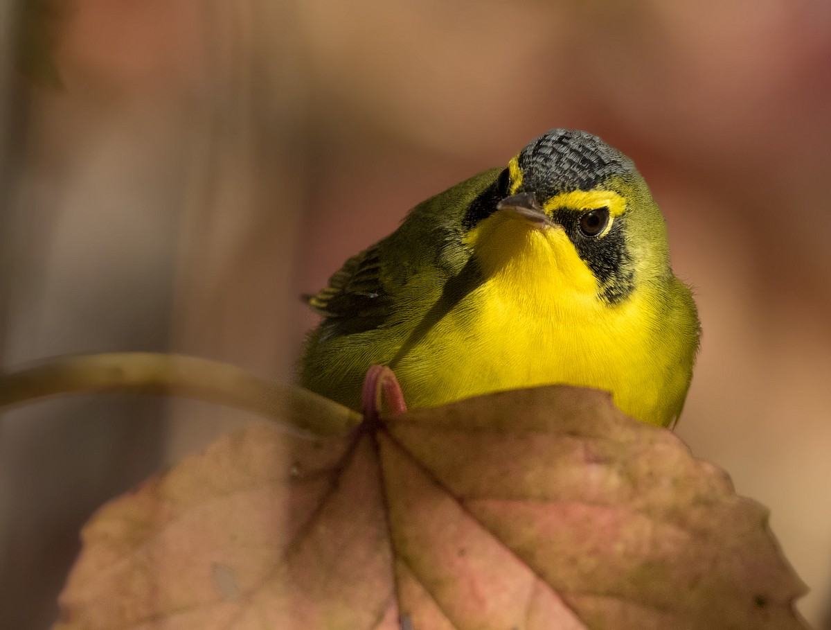 Kentucky Warbler - ML376022911