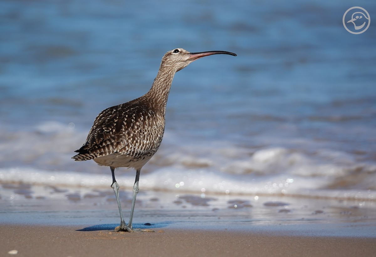 Regenbrachvogel - ML376023031