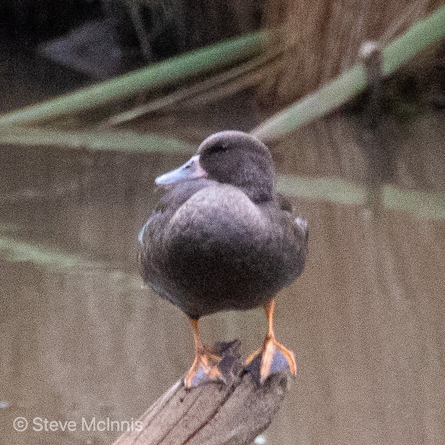 Canard noirâtre - ML376026491