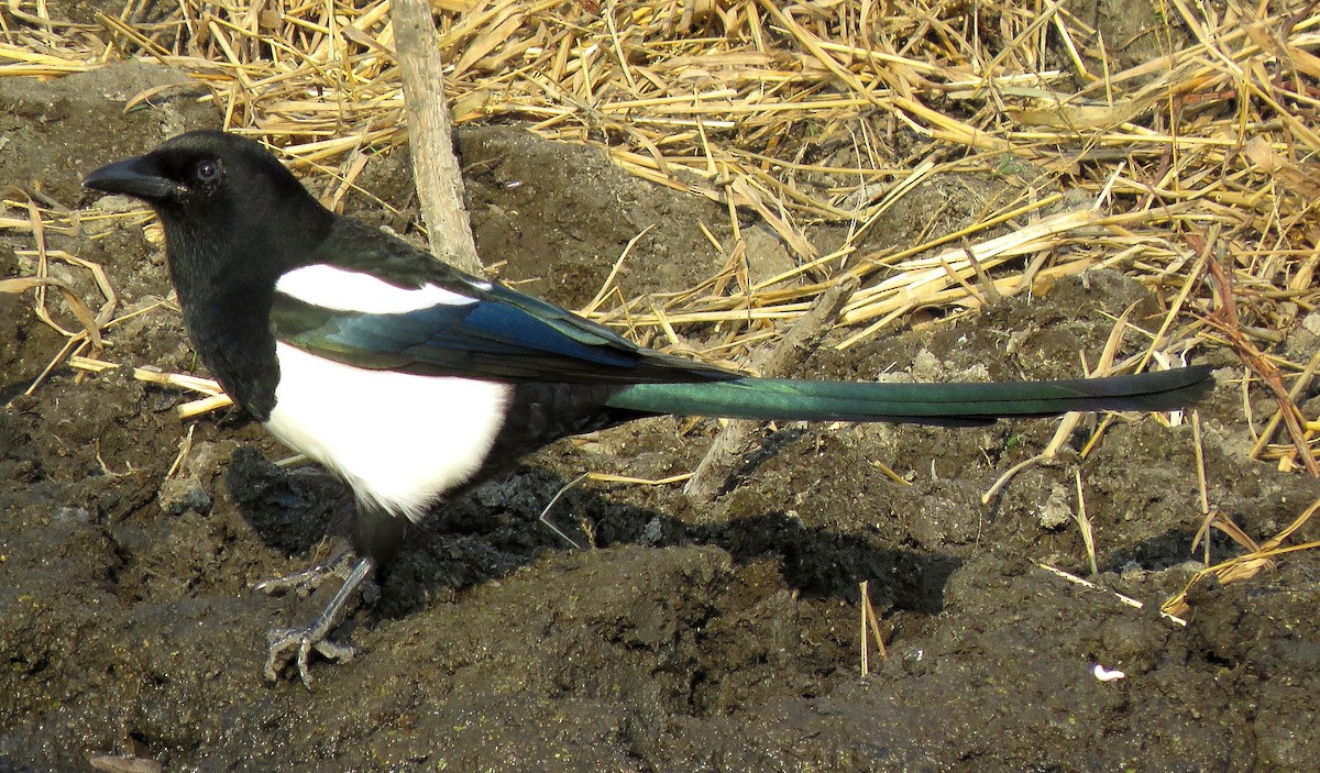 Black-billed Magpie - ML376026501