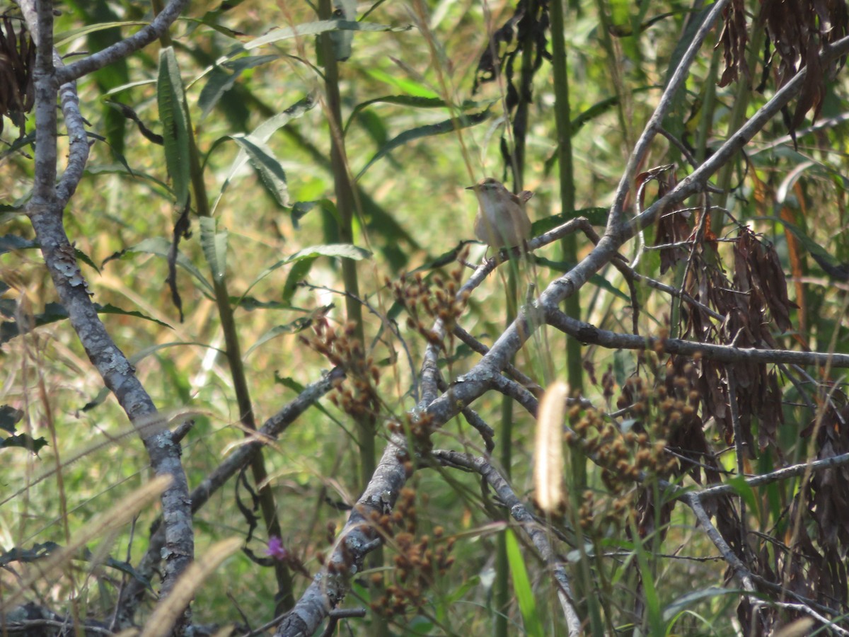 Marsh Wren - Alban Guillaumet