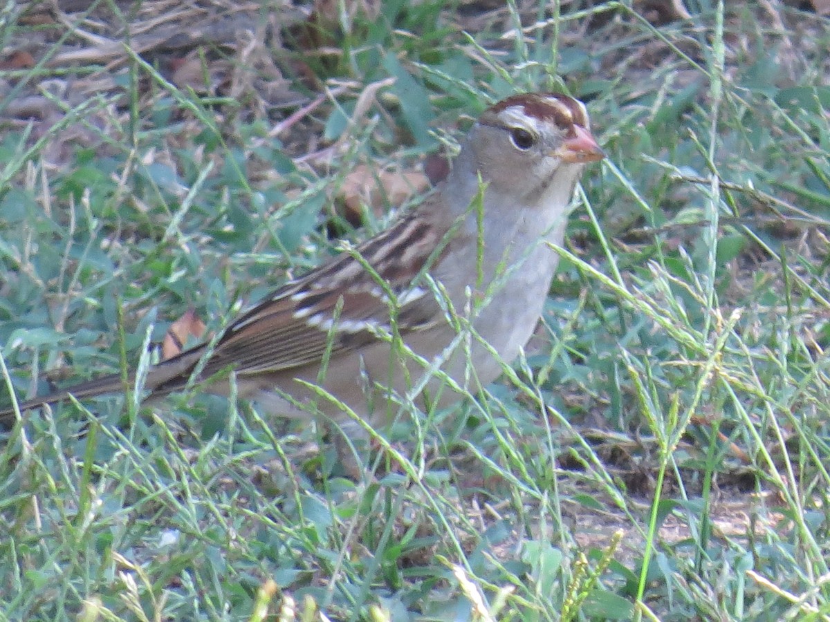 White-crowned Sparrow - ML376028361