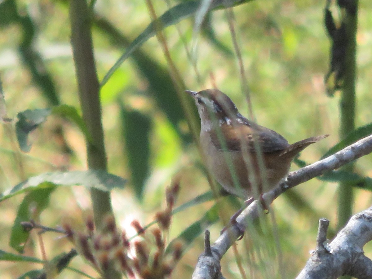 Marsh Wren - Alban Guillaumet