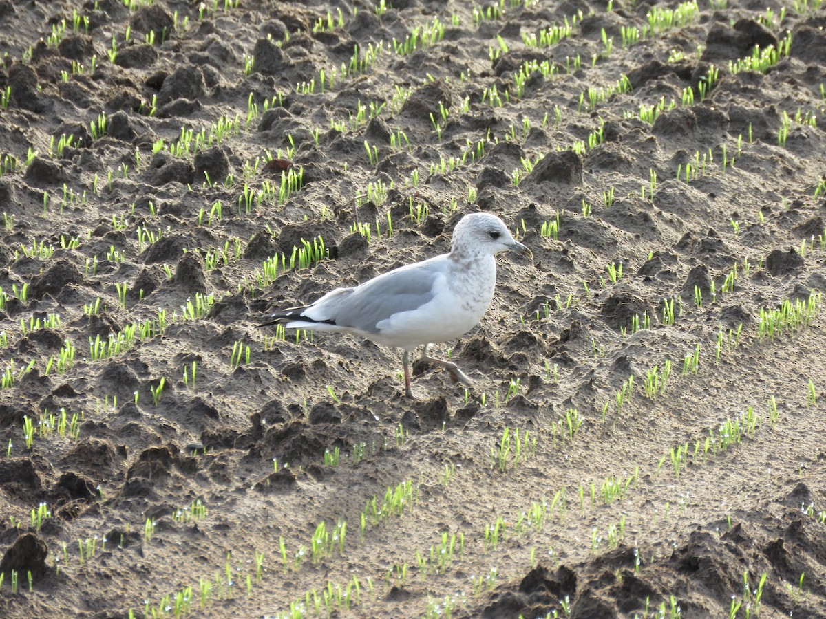 歐亞海鷗(canus) - ML376028521