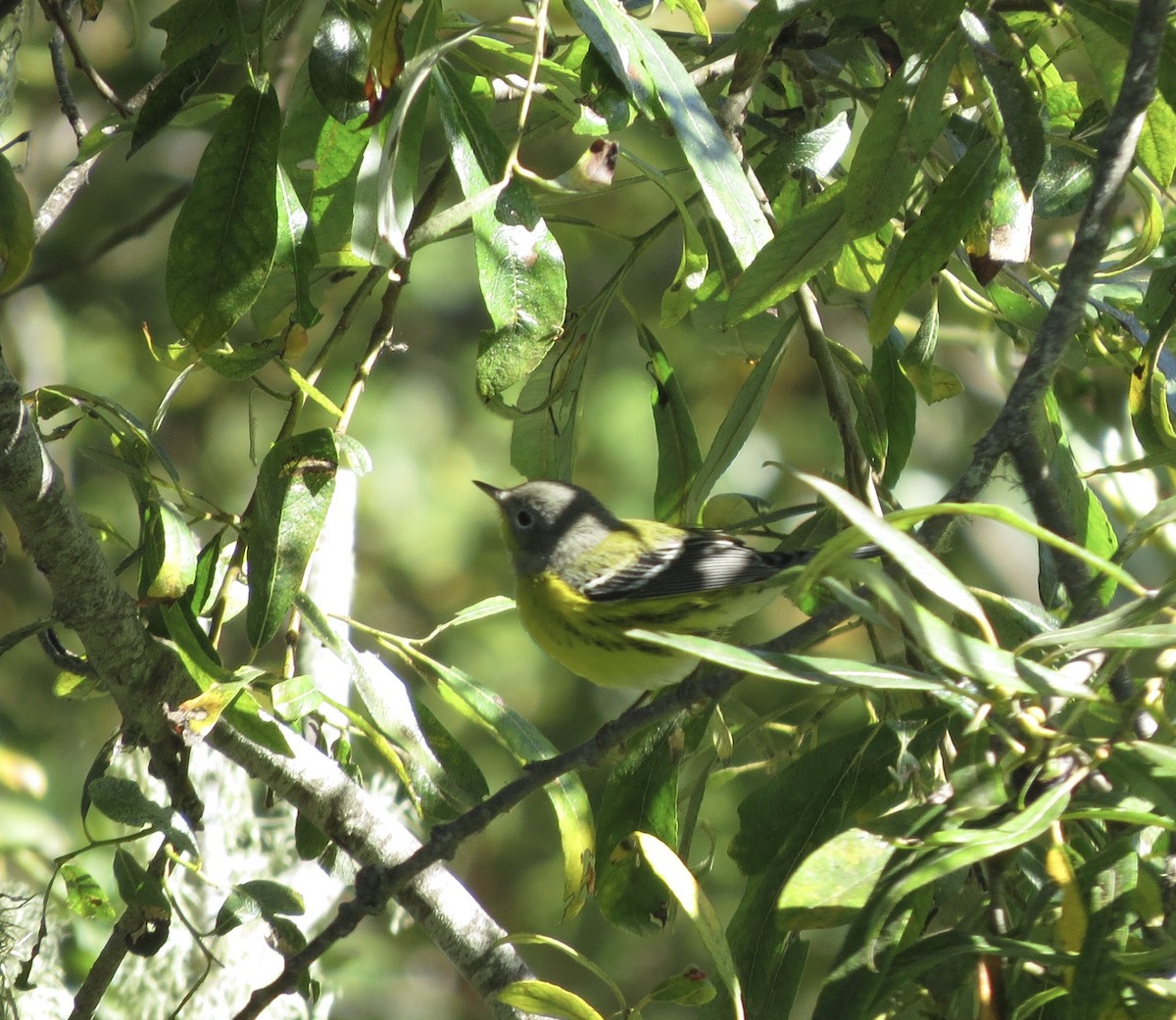 Magnolia Warbler - Mike Stiles