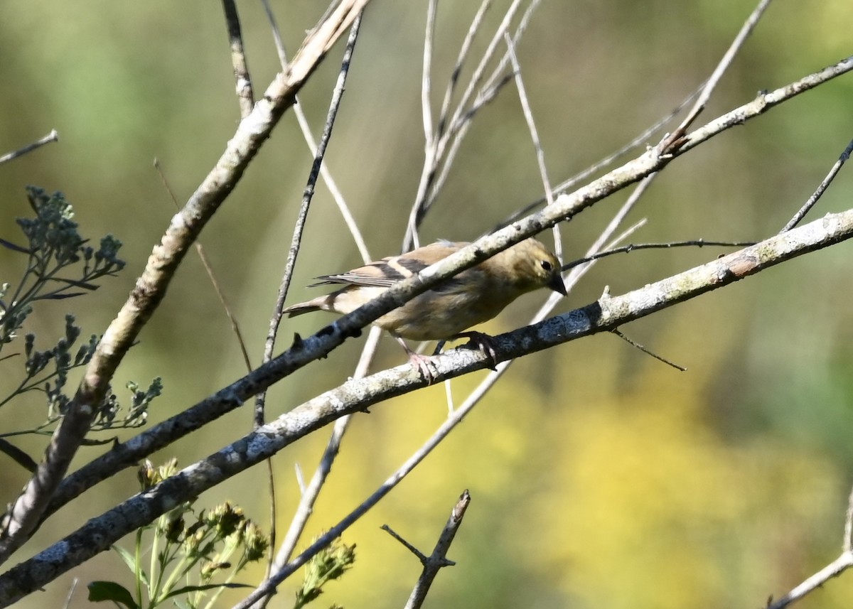 American Goldfinch - ML376030531