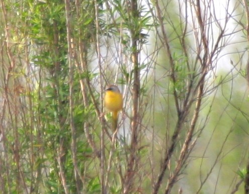 Жовтогорлик сіроголовий - ML376030901