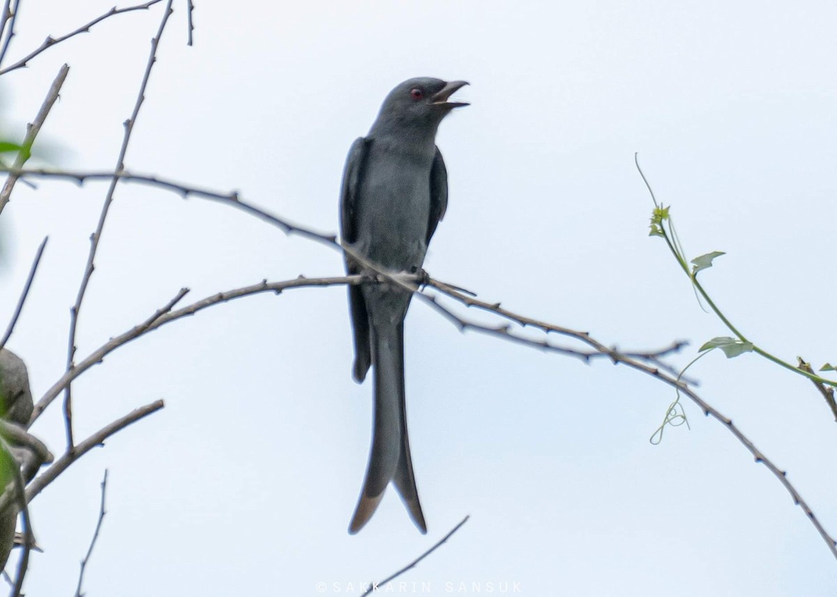 Ashy Drongo (Sooty) - ML376032561