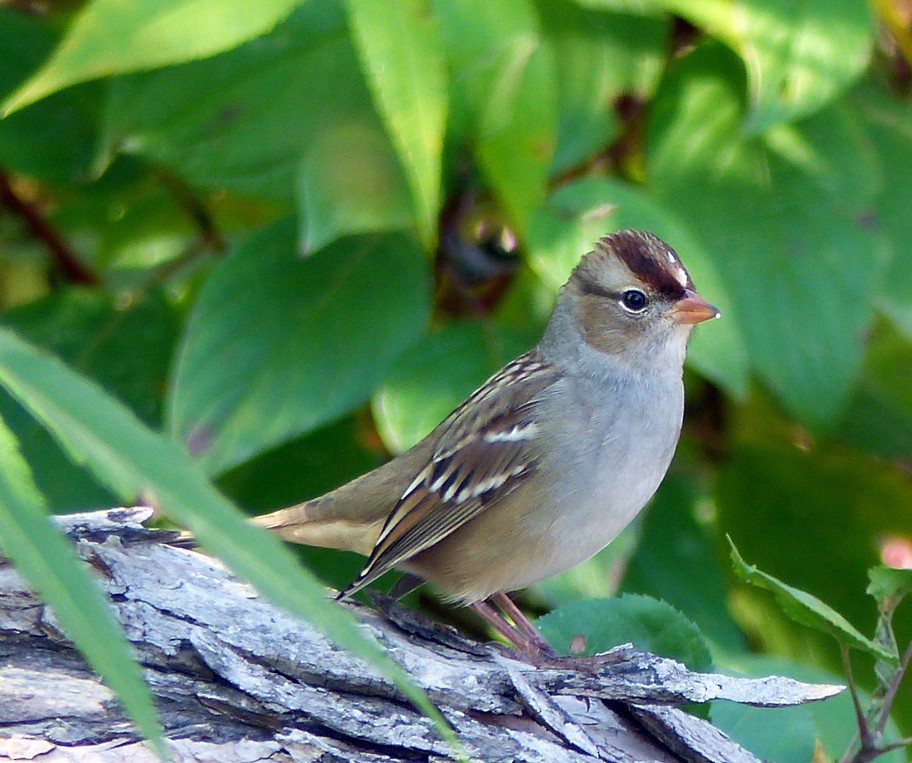 White-crowned Sparrow - Louise Courtemanche 🦅