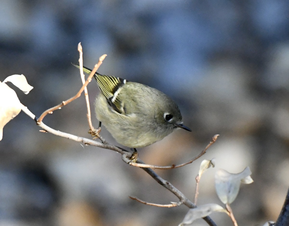 Ruby-crowned Kinglet - ML376034991