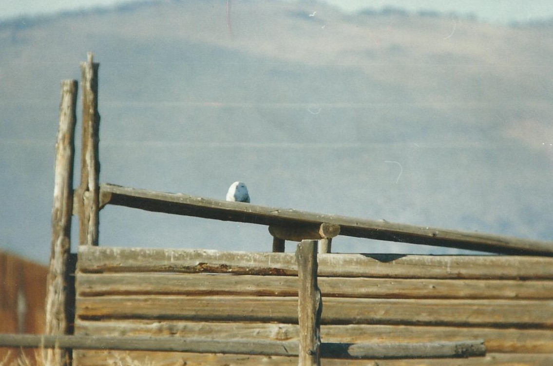 Snowy Owl - ML37603541