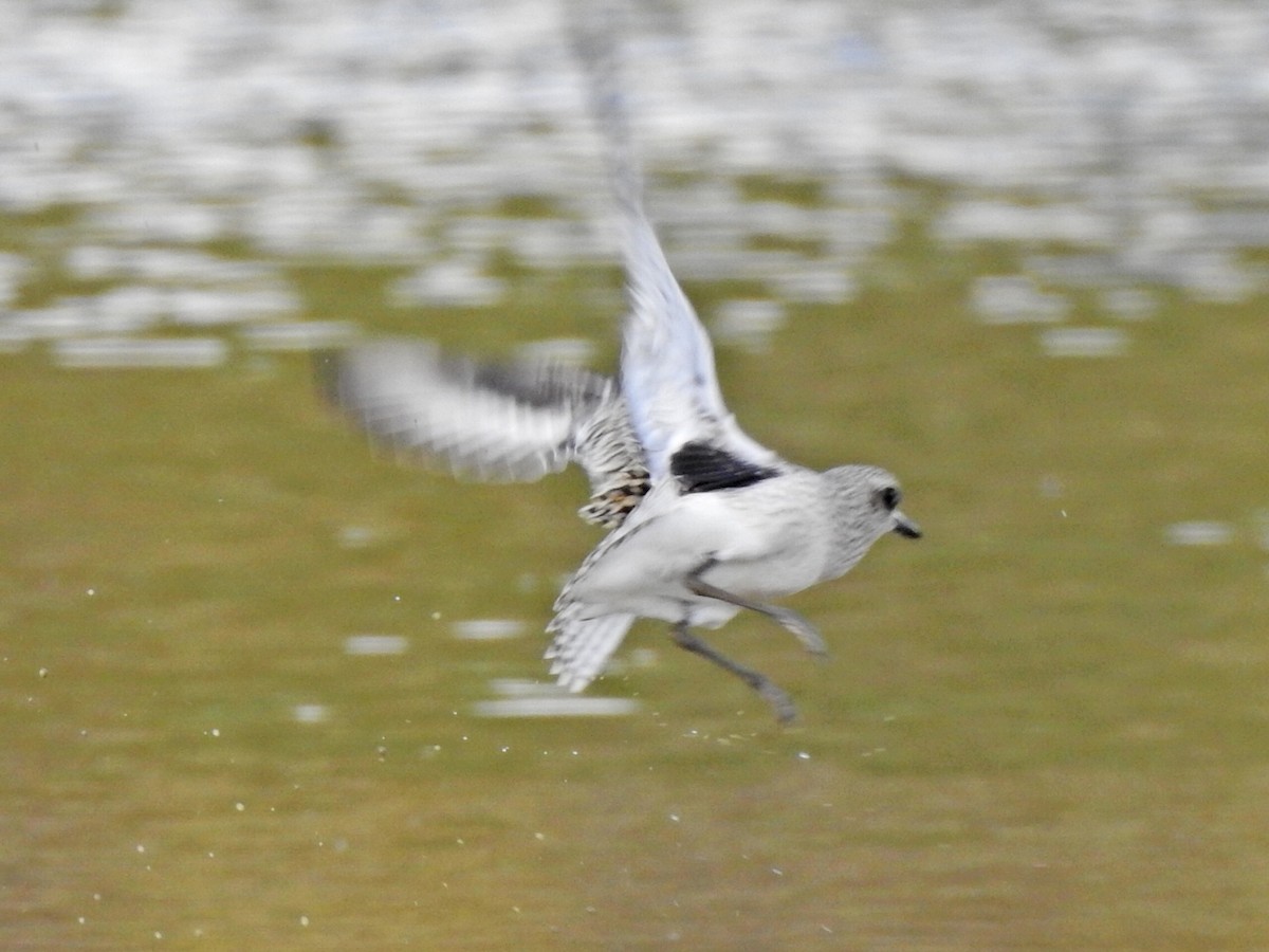 Black-bellied Plover - ML376036991