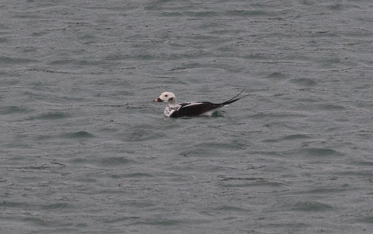 Long-tailed Duck - ML376037951