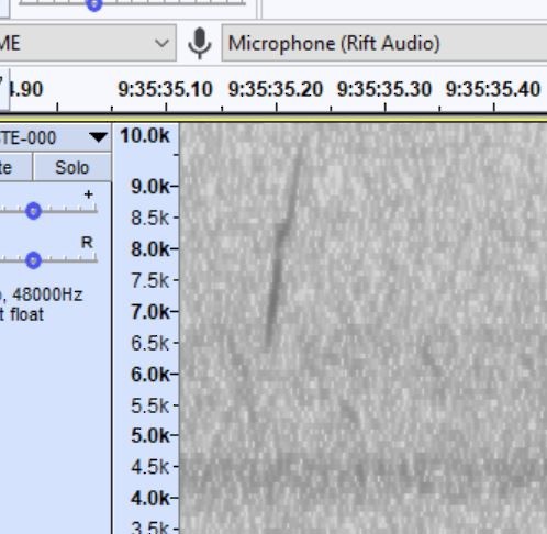 blåparula - ML376039231