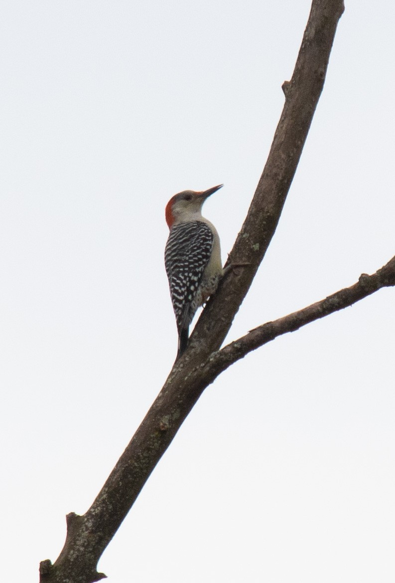 Red-bellied Woodpecker - ML376039641