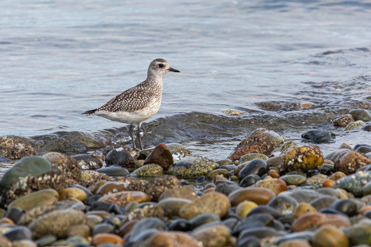 Black-bellied Plover - Jefferson Ashby