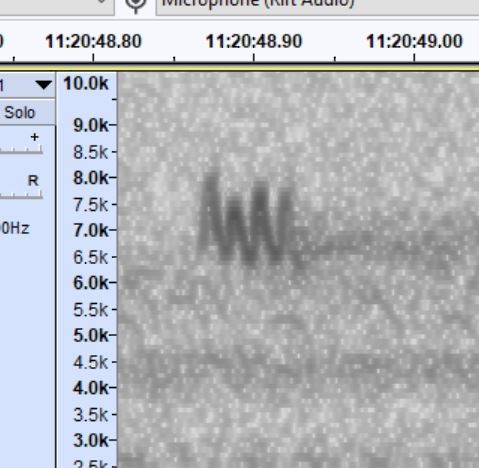 new world warbler sp. - Jeff Stewart